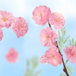 Kneipp Favourite Time - Handcrème -Manicure En Pedicure 1200x1200 346