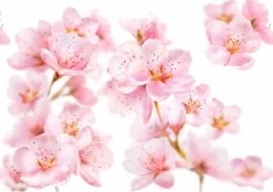 Kneipp Soft Skin - Handcrème -Manicure En Pedicure 1200x846